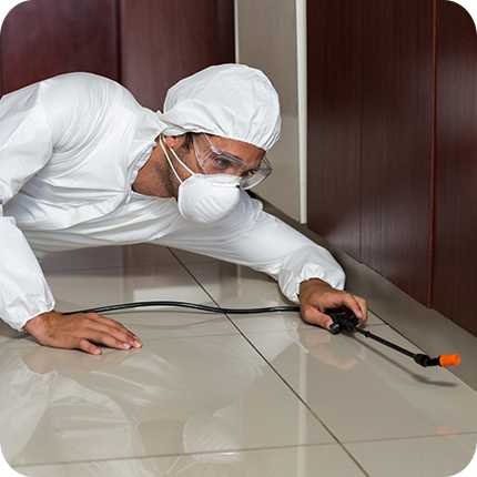 Technician treating a skirting board for pests