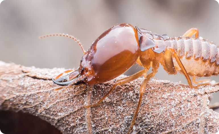 Pest control London - termite control