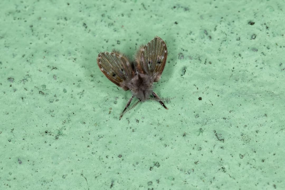 Drain Flies close up