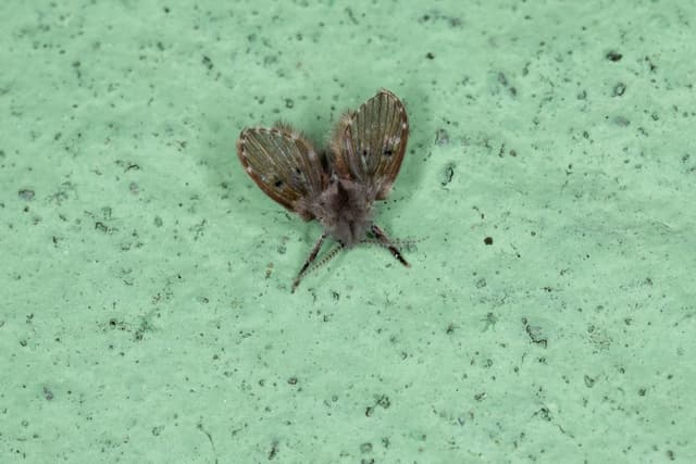 Drain Flies