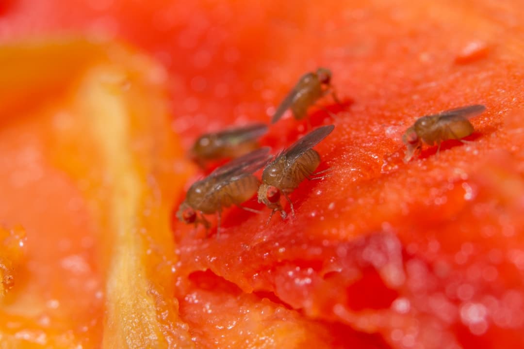 Fruit Flies close up