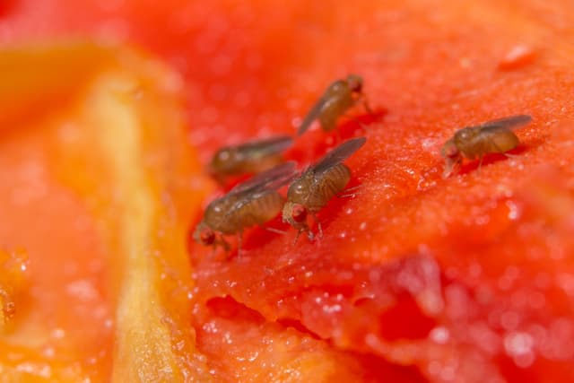 Fruit Flies