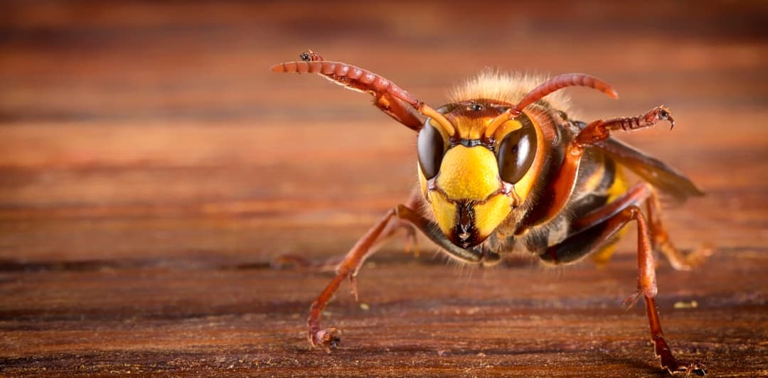 Hornets close up