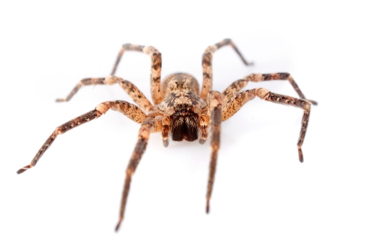 Pest control London - spider removal