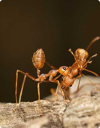 Pest control London - ant and cockroach control