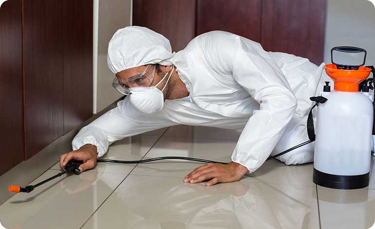 Pest control London - noisy insects