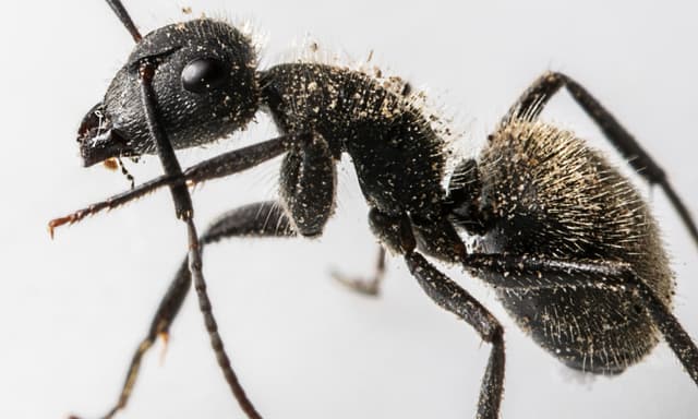 Ants