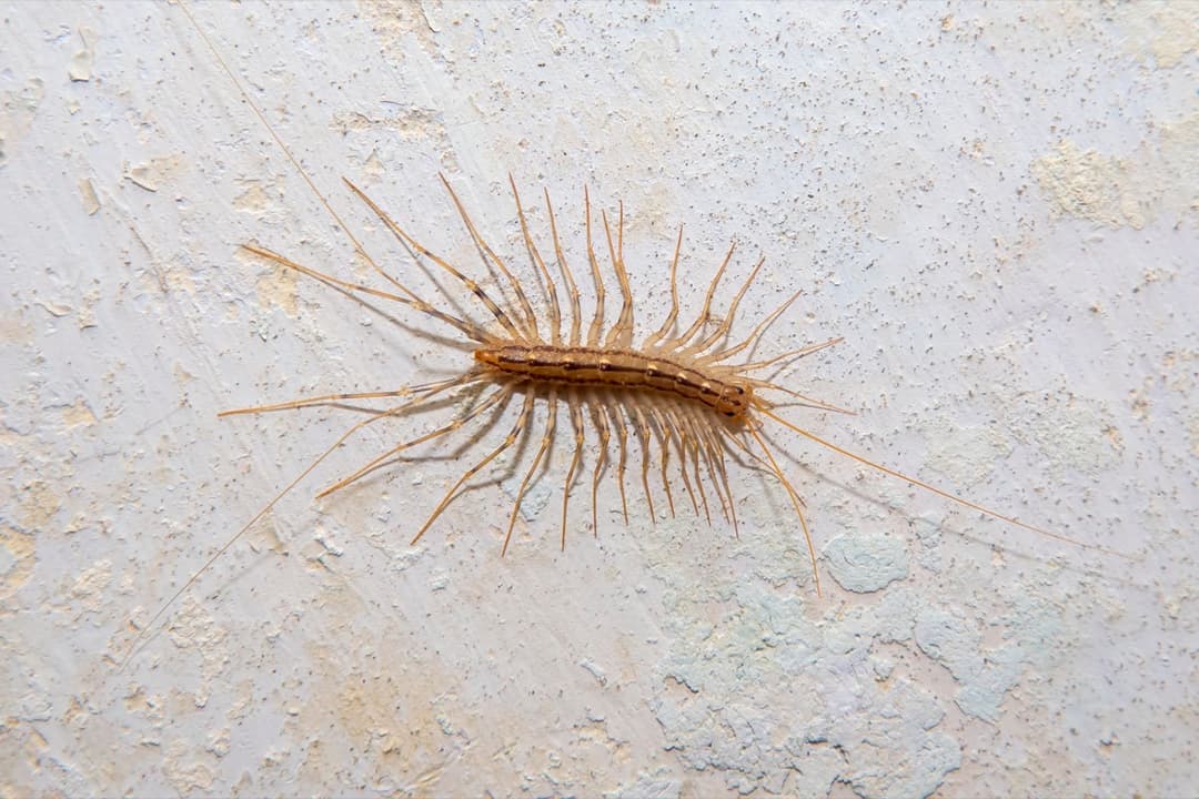 Centipedes close up