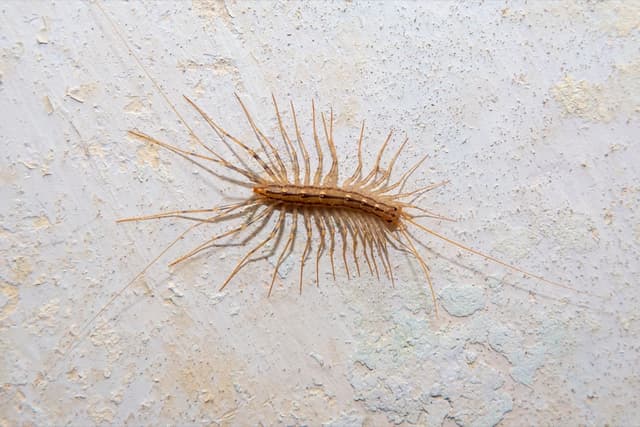 Centipedes