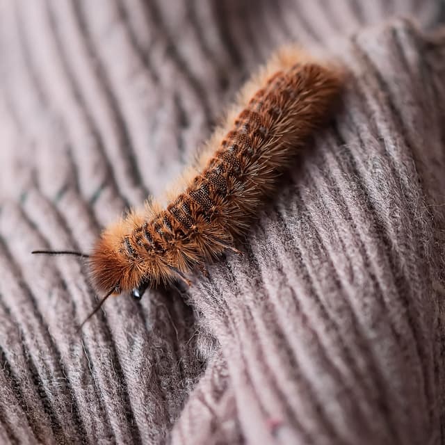 Clothes Moths