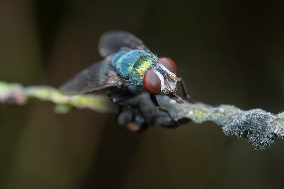 Cluster Flies close up