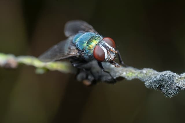Cluster Flies