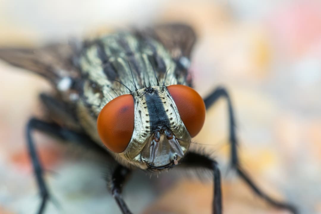 Flies close up