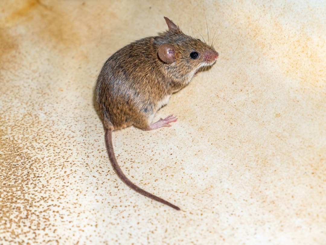 Mice close up