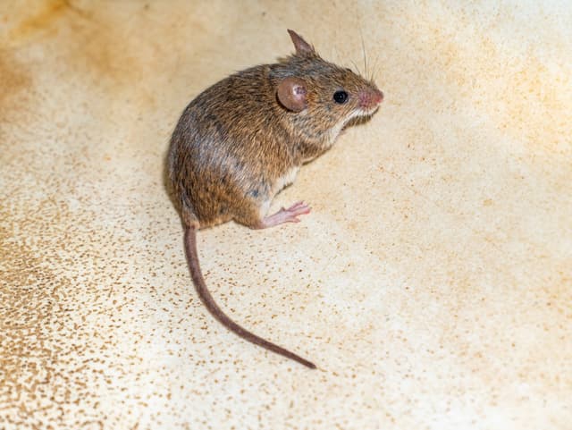 Mice