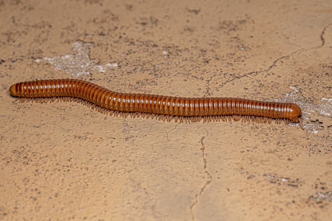 Millipedes close up