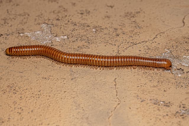 Millipedes