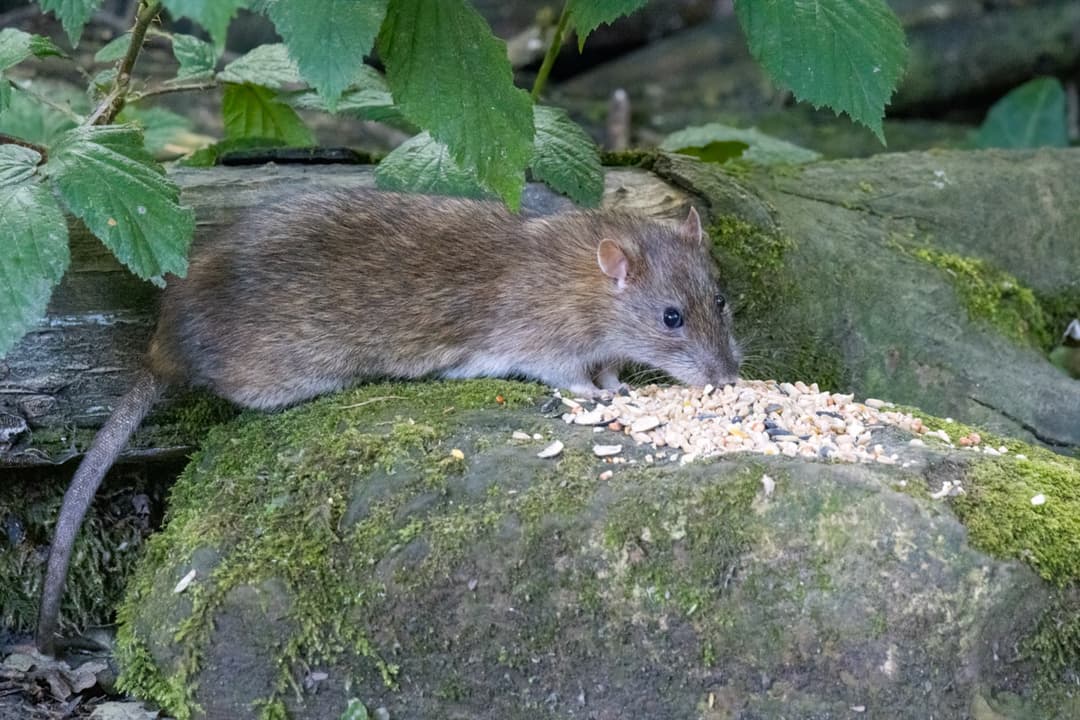 Rats close up