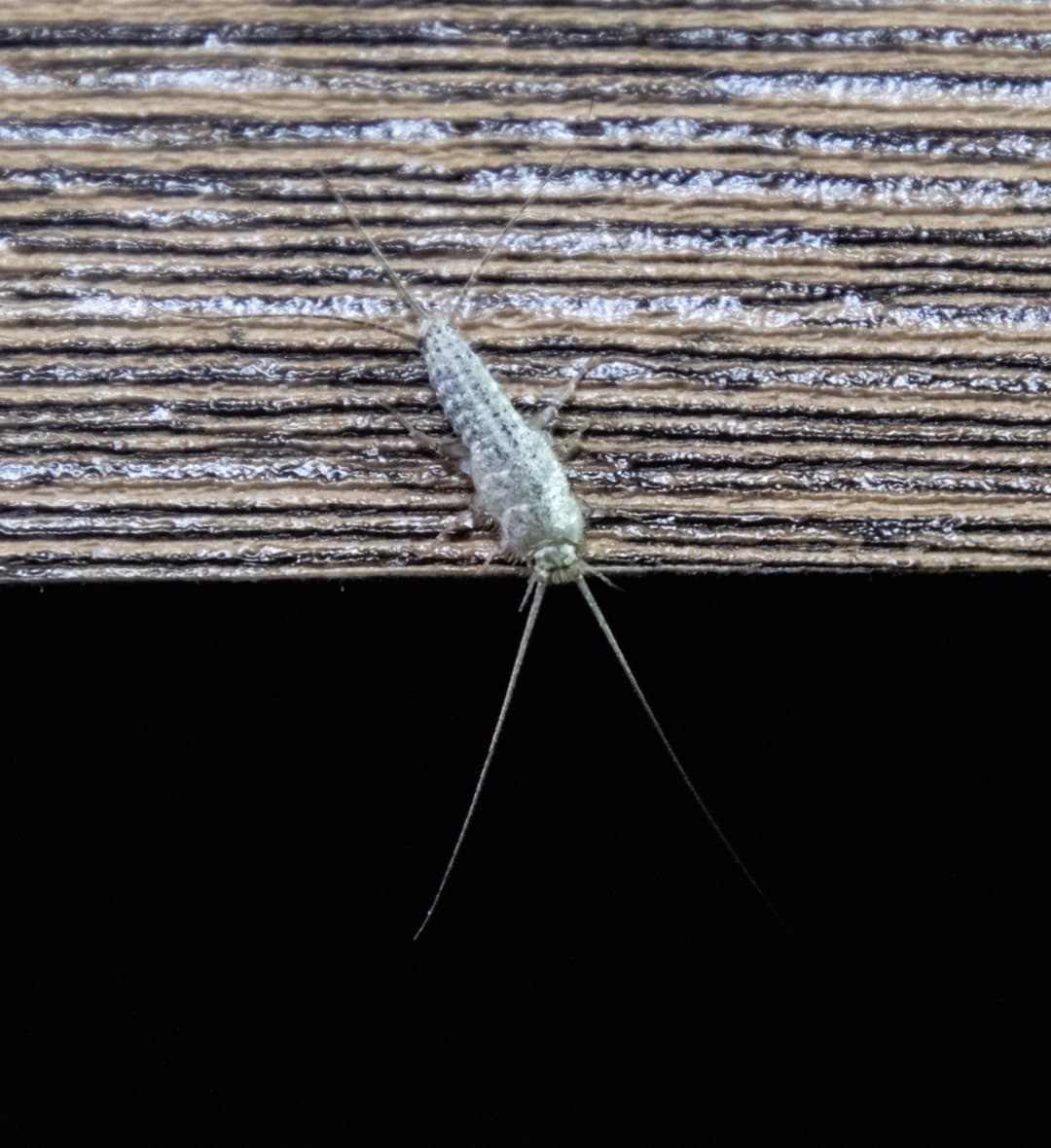 Silverfish close up