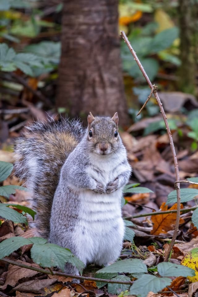 Squirrels