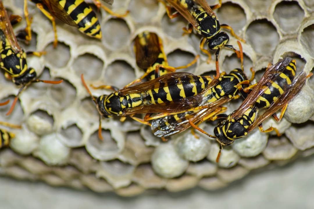 Wasps close up