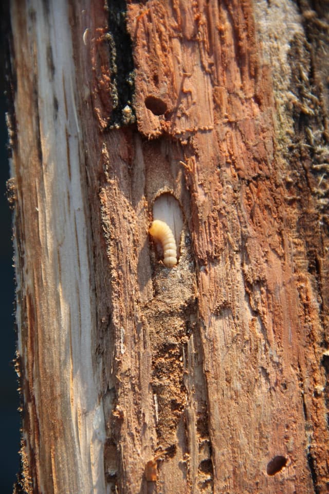 Woodworm