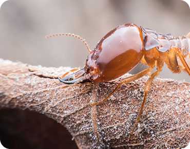 How to Get Rid of Termites